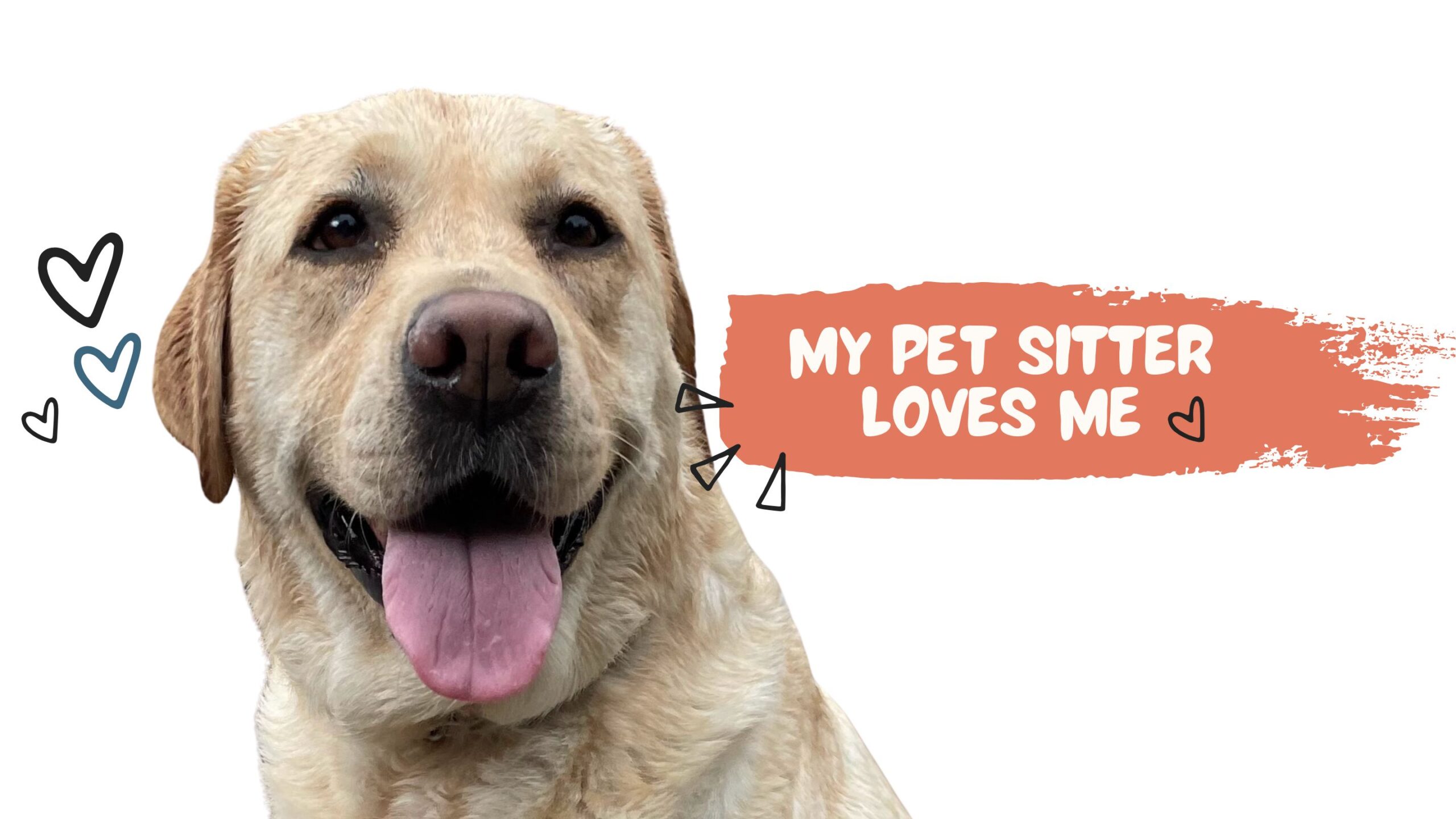 Orange White Modern Clean Pet Care Service Presentation (5)